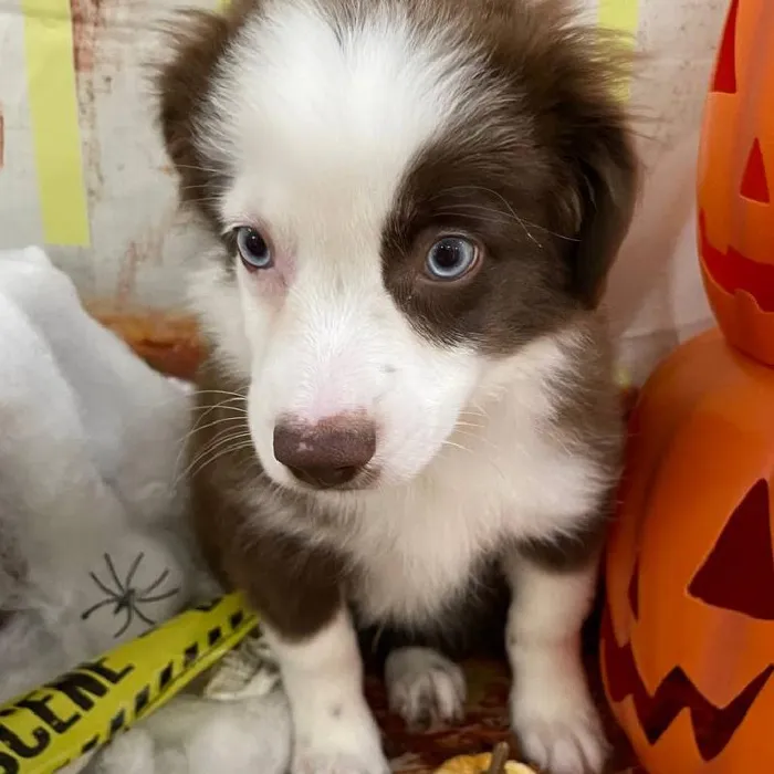 Male Miniature Australian Shepherd puppy for sale at Petland Monroeville.
