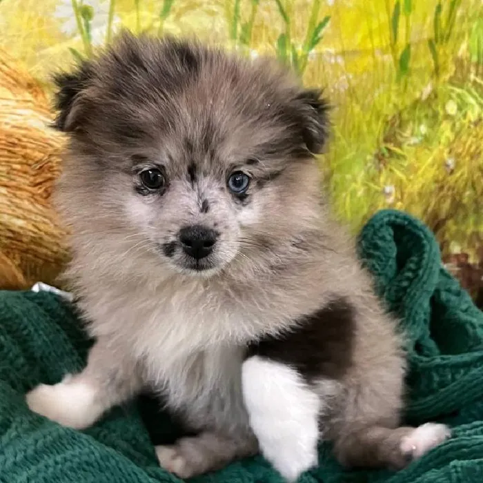 Male Pomsky puppy named Christopher for sale at Petland Monroeville.