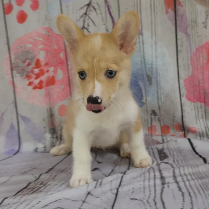 Female Pembroke Welsh Corgi puppy named Gayle for sale at Petland Monroeville.