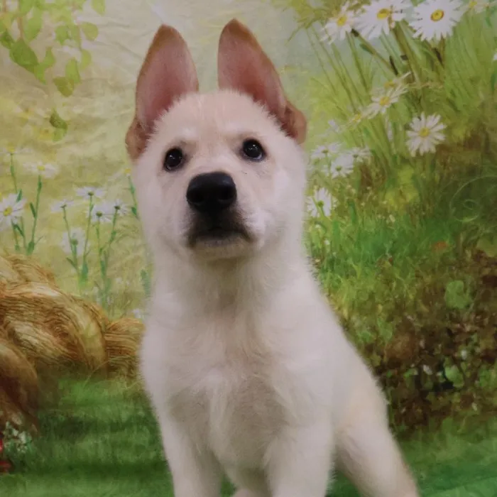 Female German Shepherd puppy named Janis for sale at Petland Monroeville.