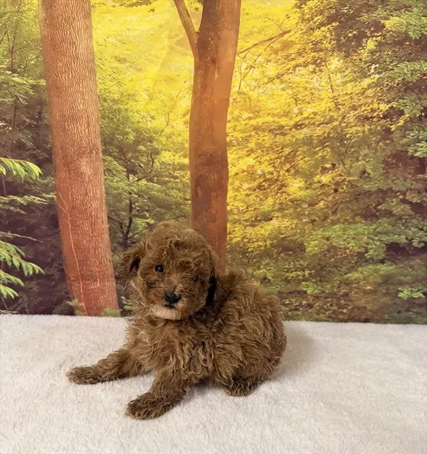 Male Maltipoo puppy for sale at Petland Monroeville.