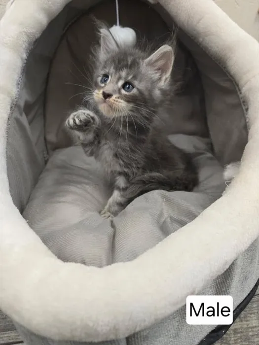 Male Maine Coon kitten for sale at Petland Monroeville.