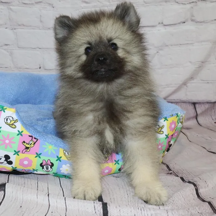 Male Keeshond puppy named Richard for sale at Petland Monroeville.