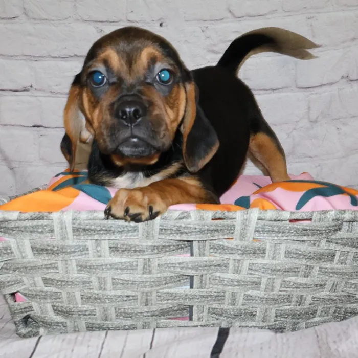 Male Puggle puppy named Joseph for sale at Petland Monroeville.