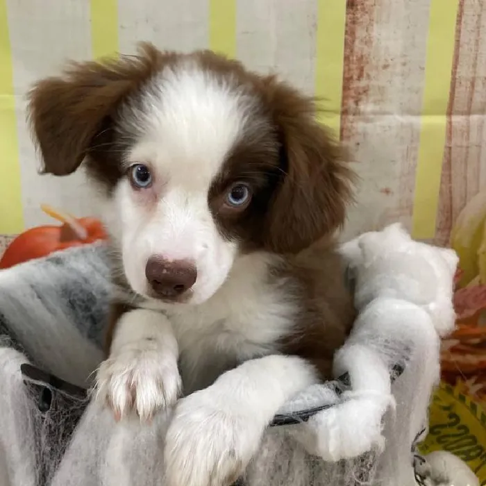 Male Miniature Australian Shepherd puppy for sale at Petland Monroeville.