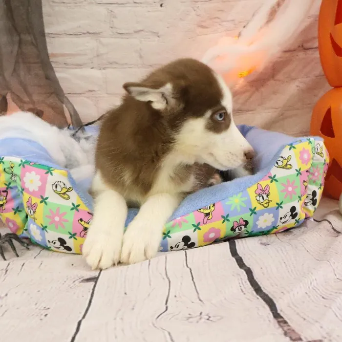 Female Siberian Husky puppy named Jeanne for sale at Petland Monroeville.