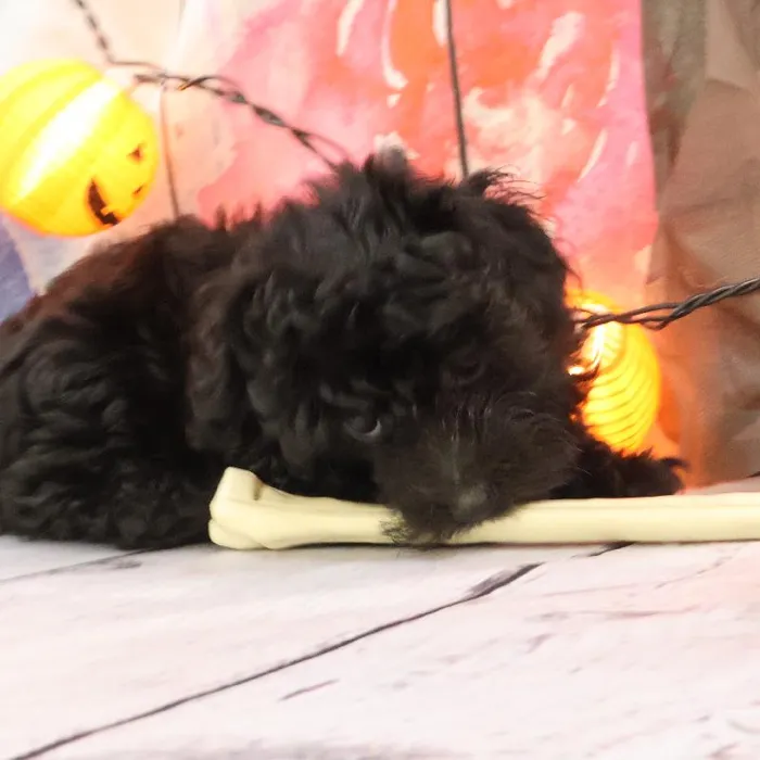 Male Yorkie-Poo puppy named Everett for sale at Petland Monroeville.