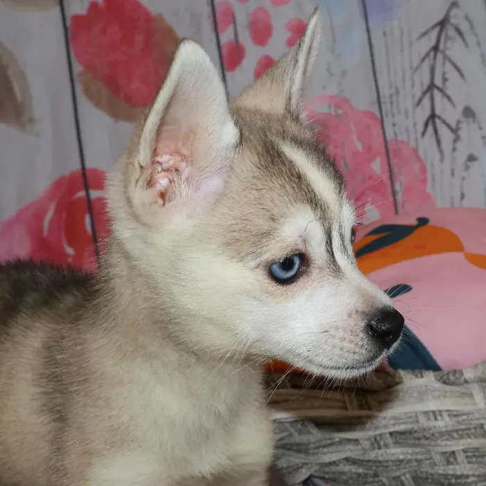 Male Alaskan Klee Kai puppy named Thomas for sale at Petland Monroeville.