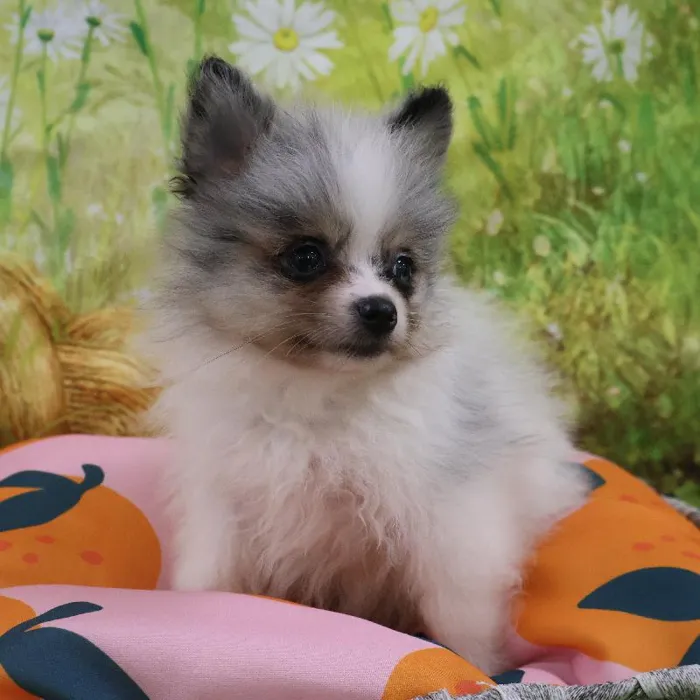 Male Pomeranian puppy named Mochi for sale at Petland Monroeville.