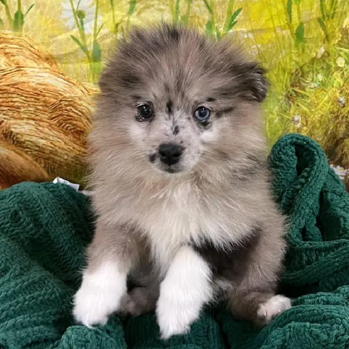 Male Pomsky puppy named Christopher for sale at Petland Monroeville.