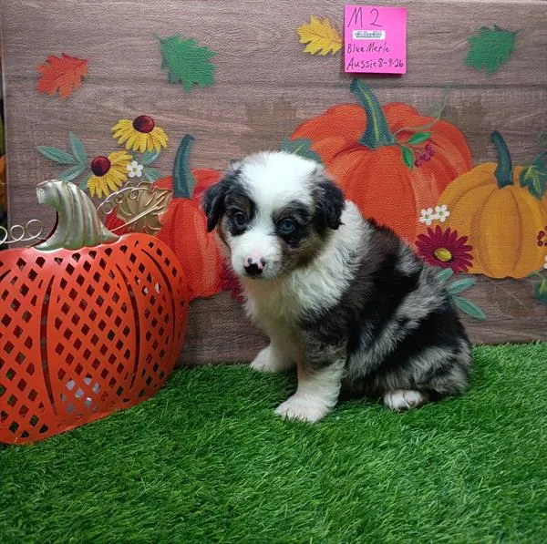 Male Miniature Australian Shepherd puppy for sale at Petland Monroeville.