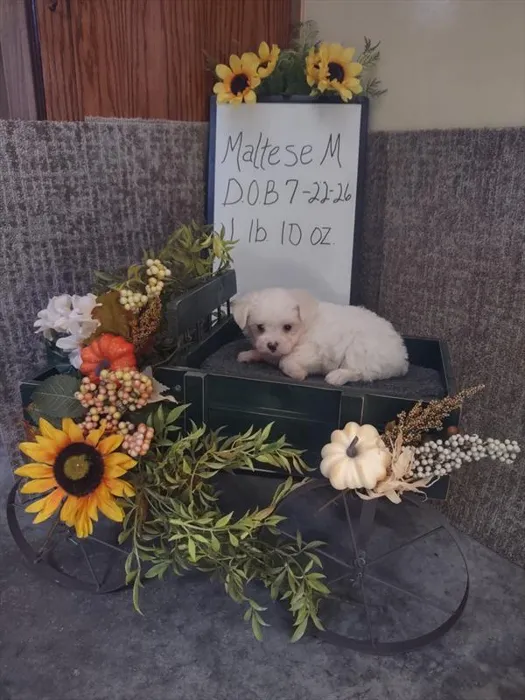 Male Maltese puppy named Robert for sale at Petland Monroeville.