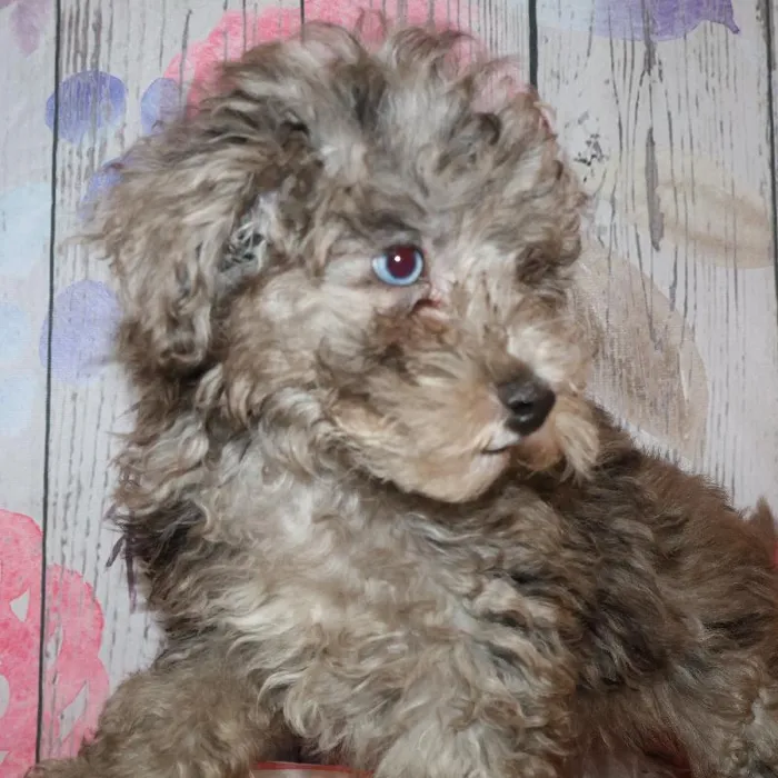 Male Shipoo puppy named Doyle for sale at Petland Monroeville.
