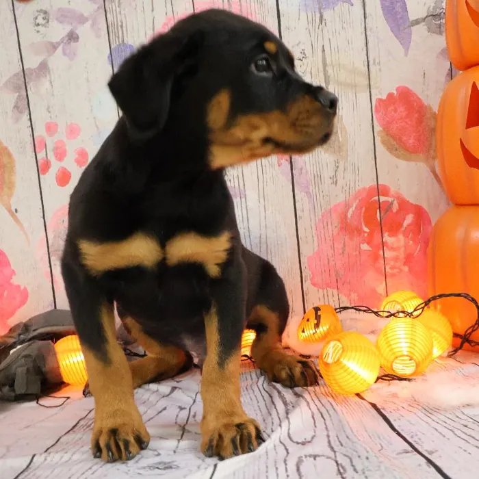 Male Rottweiler puppy named Carl for sale at Petland Monroeville.