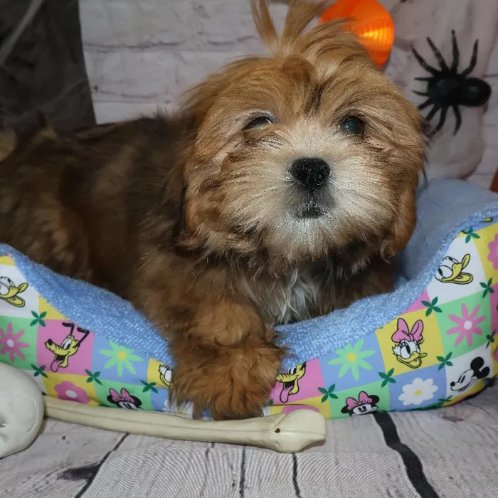 Male Lhasa Apso puppy named Thomas for sale at Petland Monroeville.