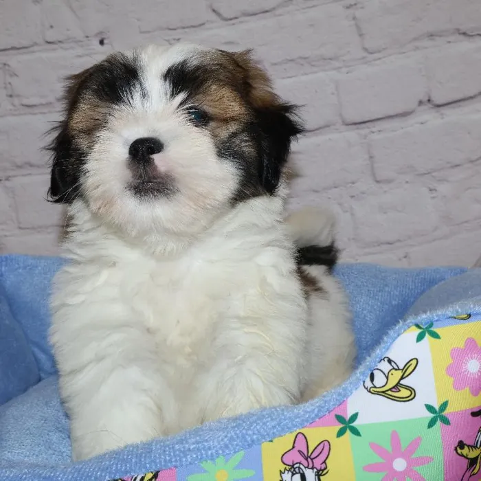 Female Lhasa Apso puppy named Nicky for sale at Petland Monroeville.