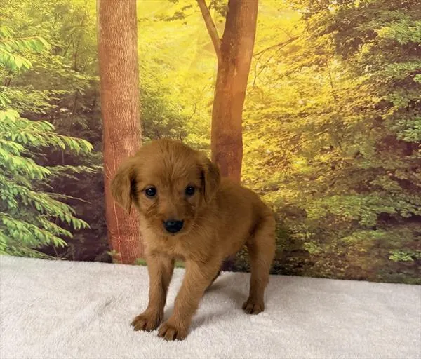 Female Golden Retriever puppy for sale at Petland Monroeville.