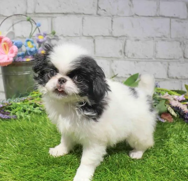 Female Japanese Chin puppy for sale at Petland Monroeville.