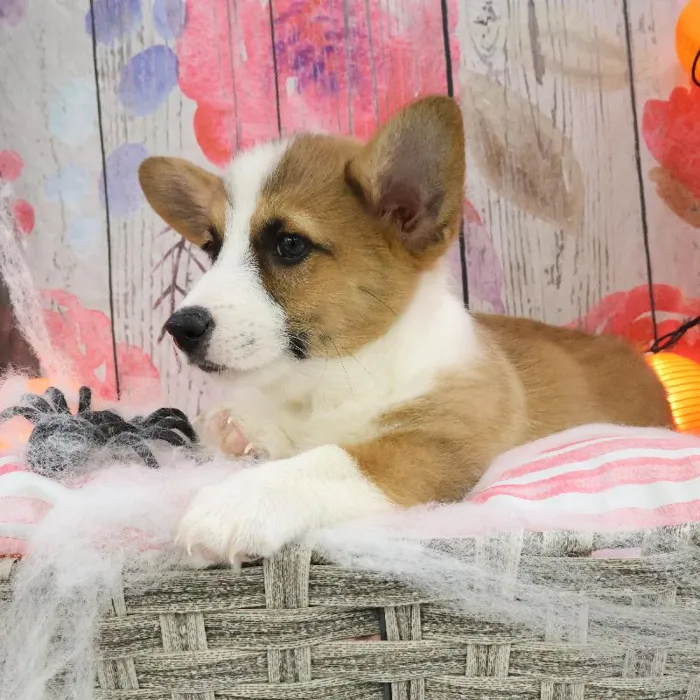 Male Pembroke Welsh Corgi puppy named Harry for sale at Petland Monroeville.