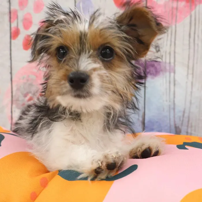 Female Yorkie puppy named Kristy for sale at Petland Monroeville.
