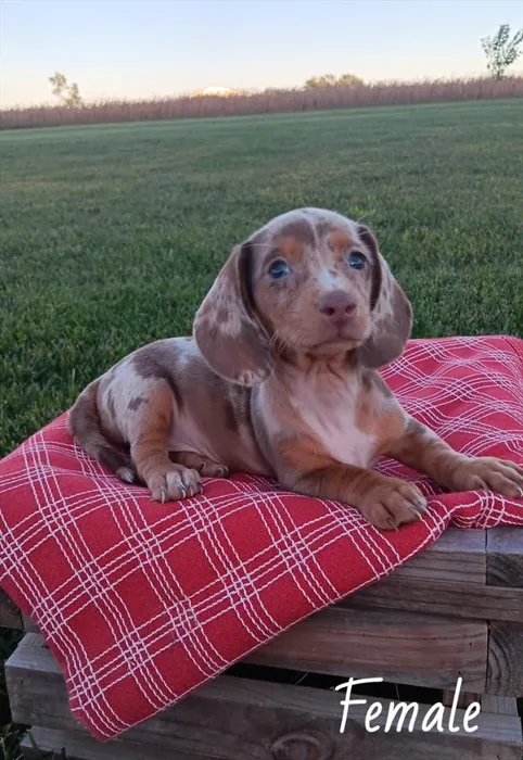 Female Dachshund puppy for sale at Petland Monroeville.