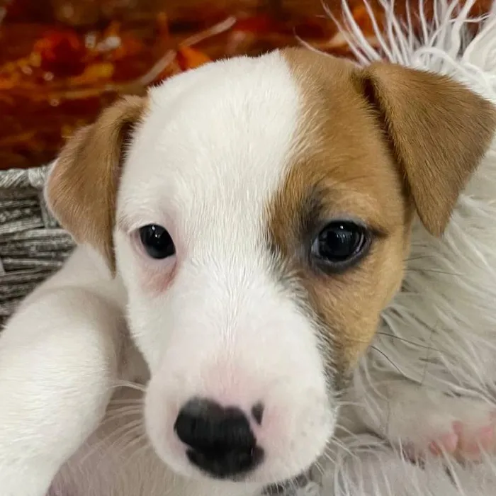 Male Jack Russell Terrier puppy for sale at Petland Monroeville.