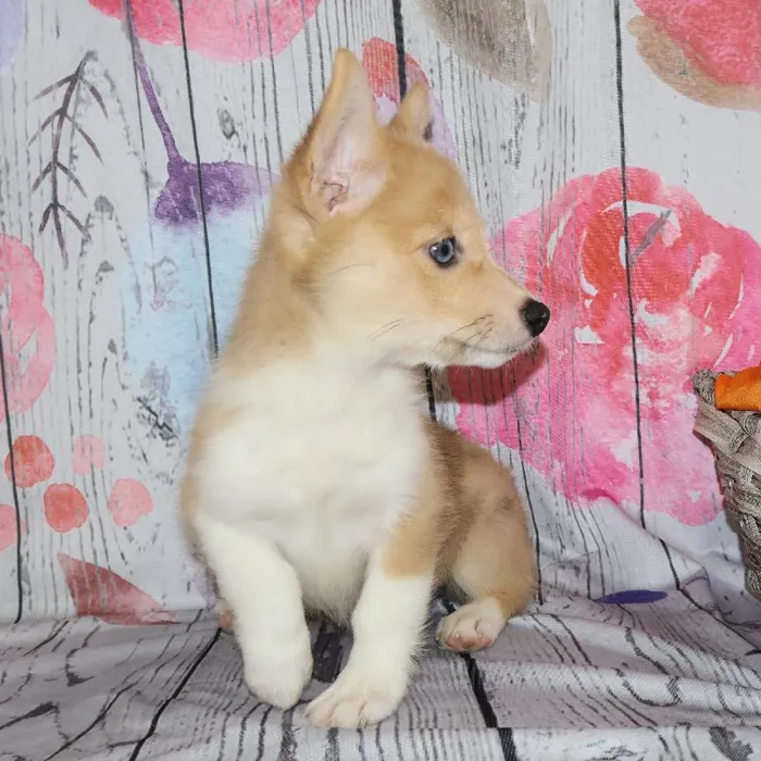 Female Pembroke Welsh Corgi puppy named Gayle for sale at Petland Monroeville.