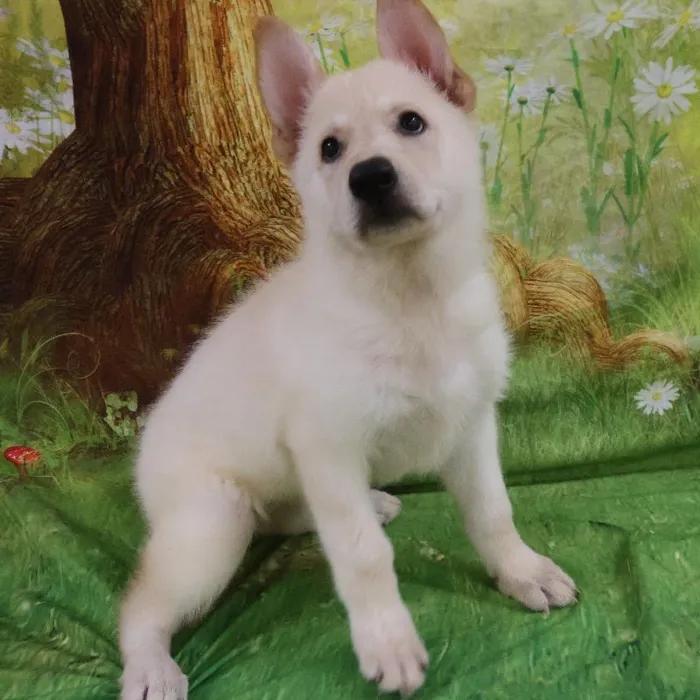 Female German Shepherd puppy named Janis for sale at Petland Monroeville.