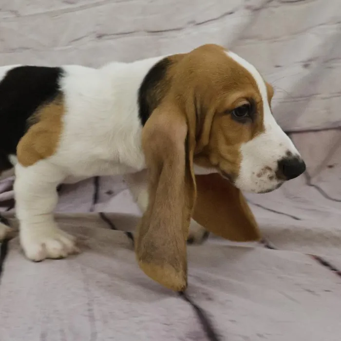 Male Basset Hound puppy for sale at Petland Monroeville.