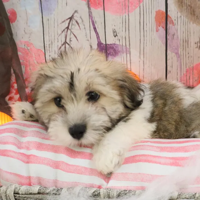 Male Teddy Bear puppy named Tim for sale at Petland Monroeville.