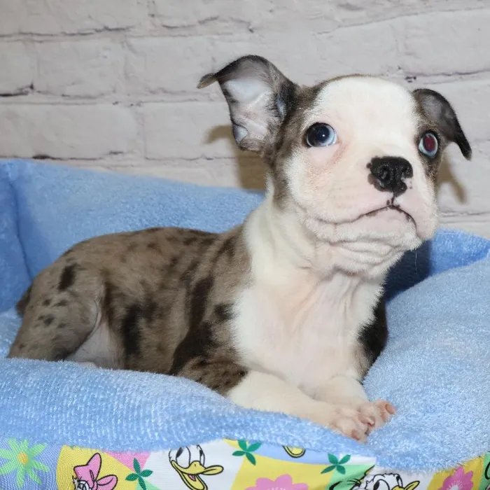 Male Boston Terrier puppy named John for sale at Petland Monroeville.