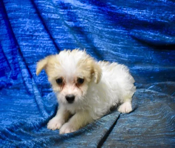 Female Morkie puppy for sale at Petland Monroeville.