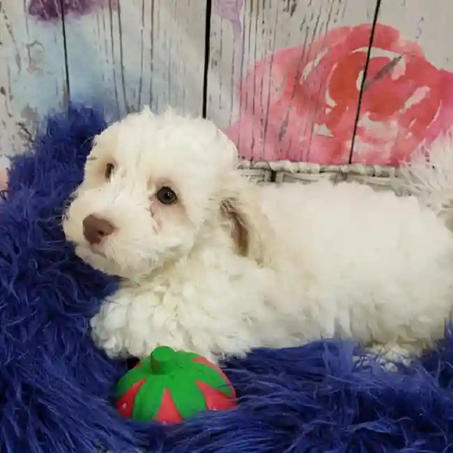 Male Bichon- Poo puppy for sale at Petland Monroeville.