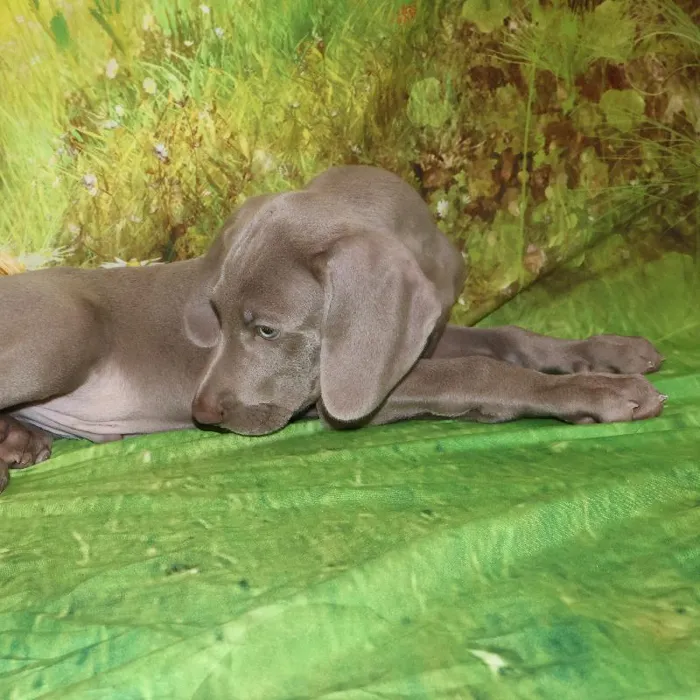 Male Weimaraner puppy named Ghost for sale at Petland Monroeville.