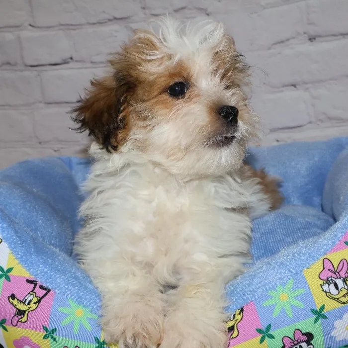 Male Teddy Bear puppy named John for sale at Petland Monroeville.