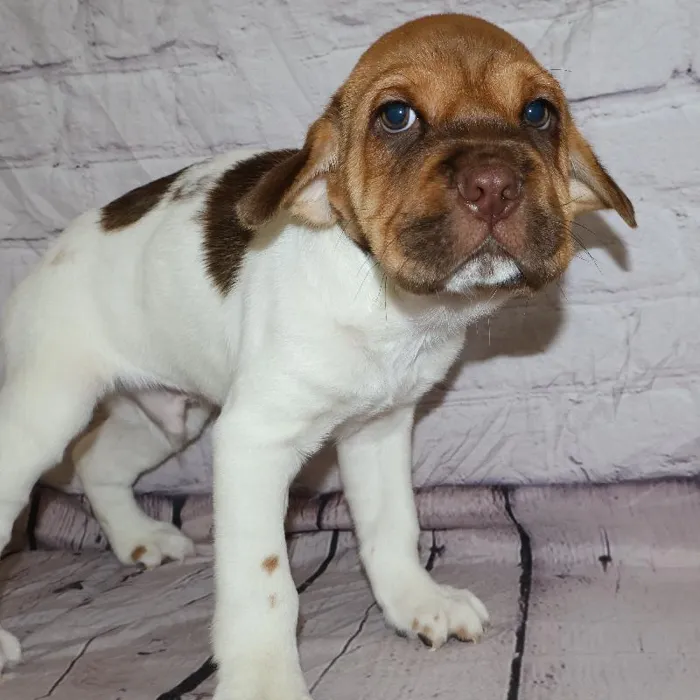 Male Mini Hippo puppy named Rodney for sale at Petland Monroeville.