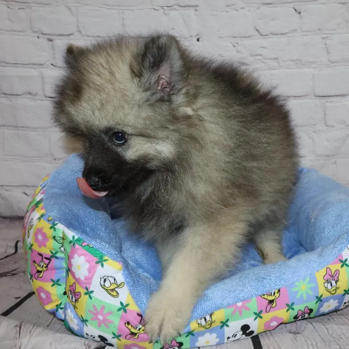 Male Keeshond puppy named Richard for sale at Petland Monroeville.