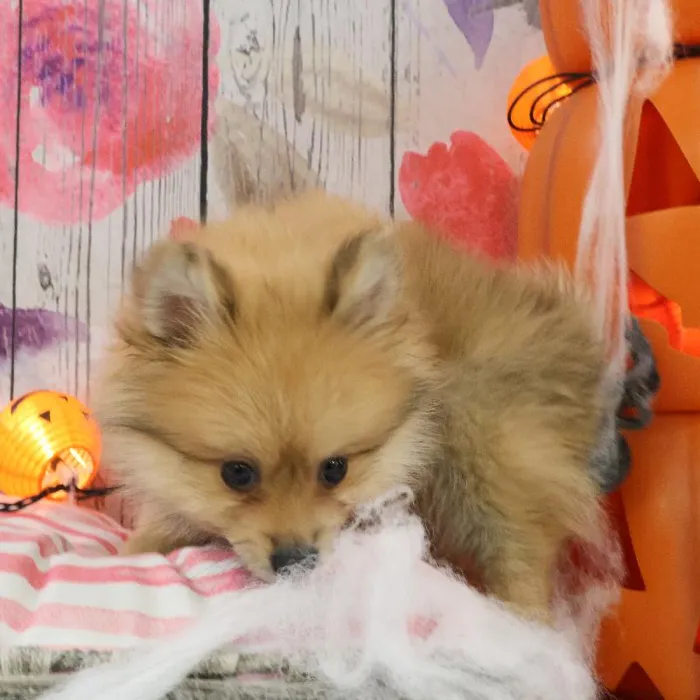 Male Pomeranian puppy named Miguel for sale at Petland Monroeville.
