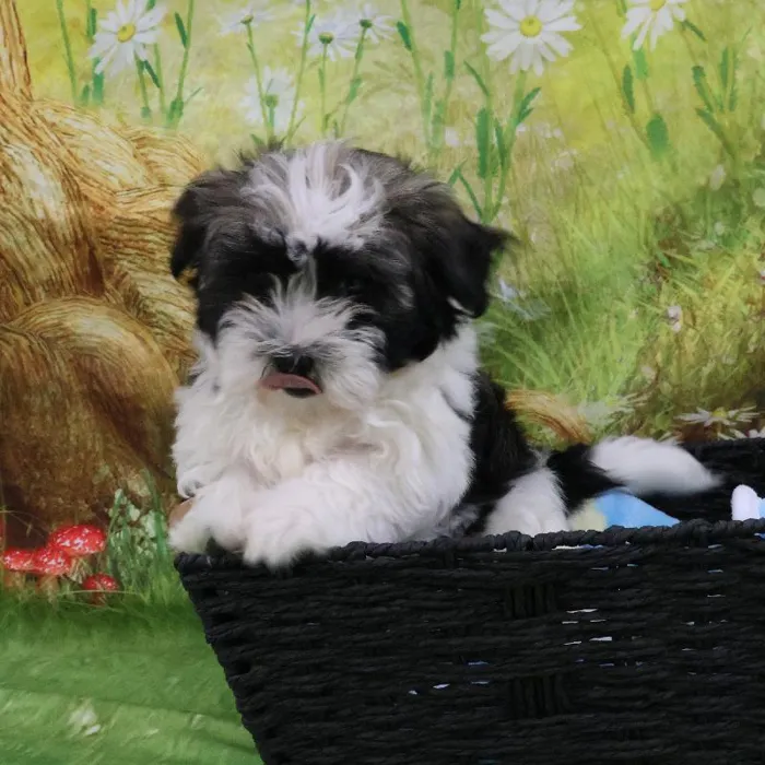 Male Havanese puppy for sale at Petland Monroeville.