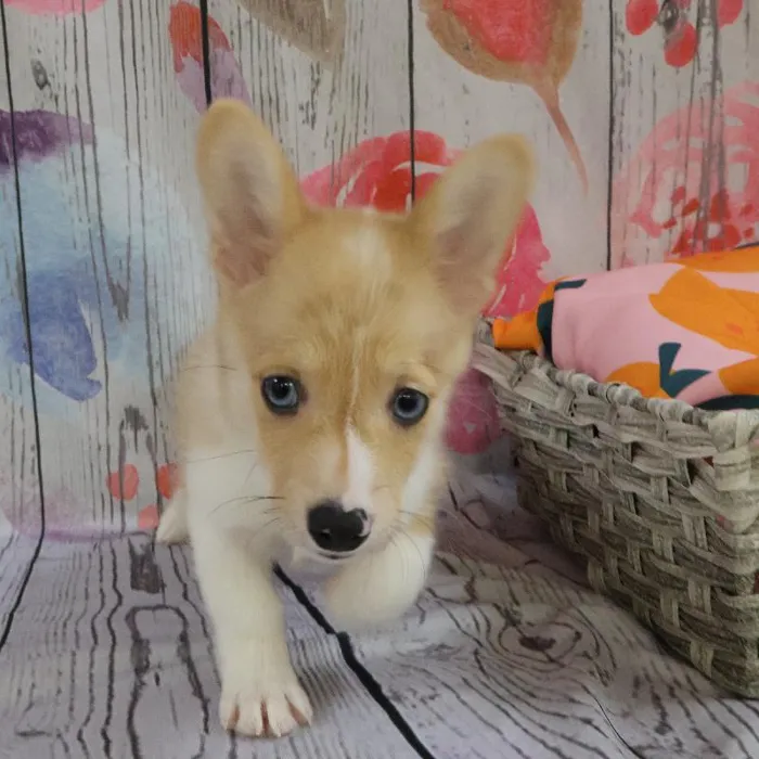 Female Pembroke Welsh Corgi puppy named Gayle for sale at Petland Monroeville.