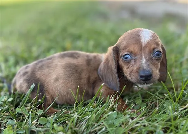 Female Dachshund puppy for sale at Petland Monroeville.