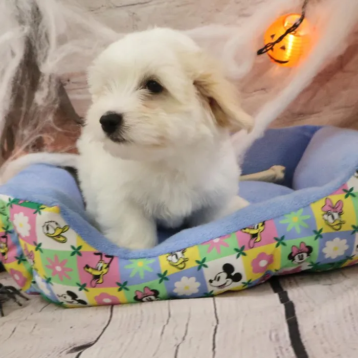 Male Coton De Tulear puppy named Paul for sale at Petland Monroeville.