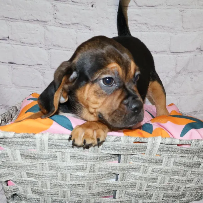 Male Puggle puppy named Joseph for sale at Petland Monroeville.