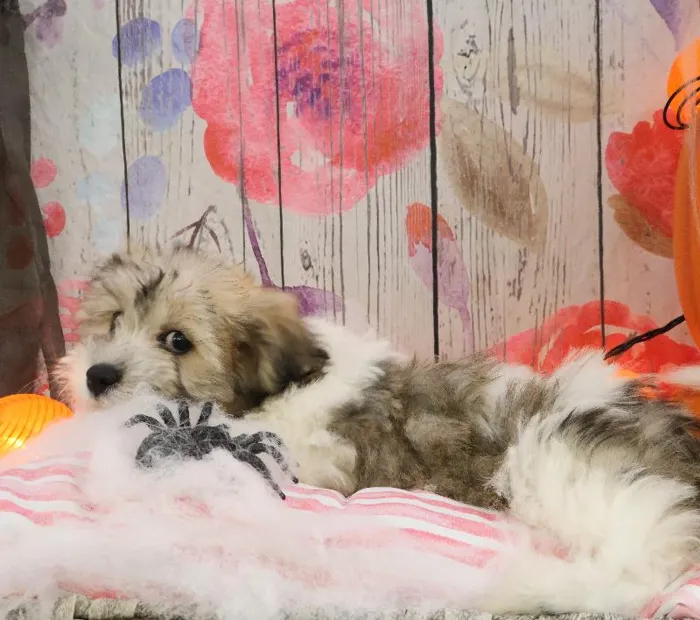 Male Teddy Bear puppy named Tim for sale at Petland Monroeville.