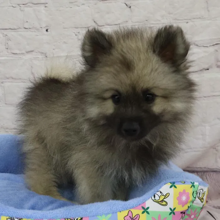 Male Keeshond puppy named Richard for sale at Petland Monroeville.
