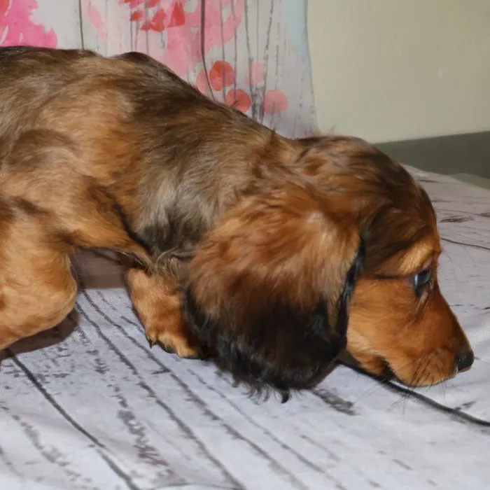 Male Dachshund puppy named Darryl for sale at Petland Monroeville.
