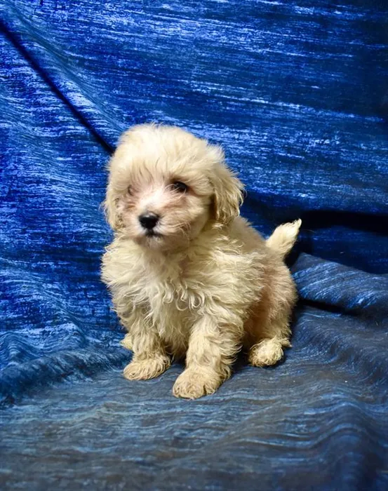 Male Maltipoo puppy named Terrell for sale at Petland Monroeville.