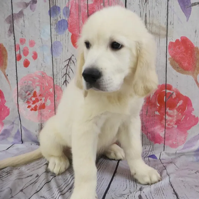 Male Golden Retriever puppy named Kevin for sale at Petland Monroeville.