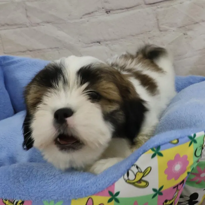 Female Lhasa Apso puppy named Nicky for sale at Petland Monroeville.