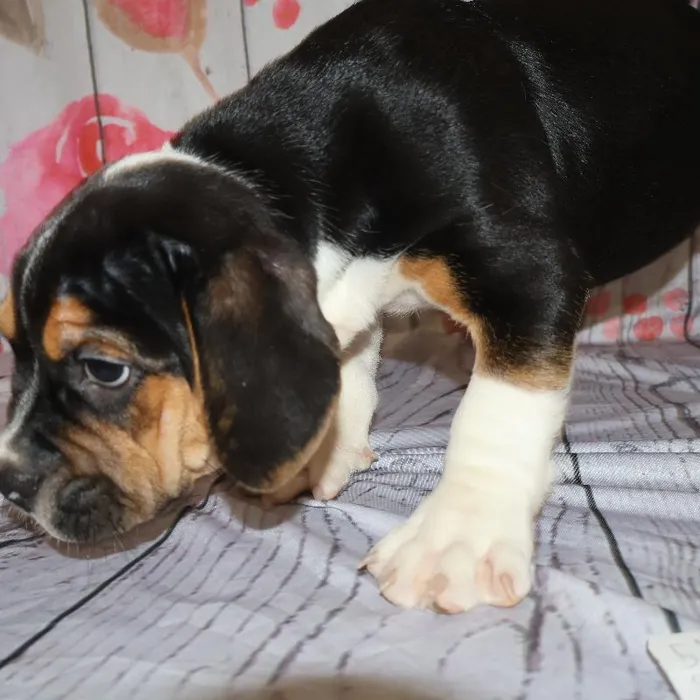 Male Beabull puppy named Richard for sale at Petland Monroeville.